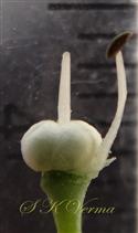  Pistil